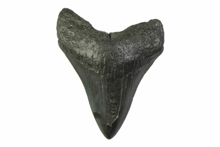Fossil Megalodon Tooth - South Carolina #341372